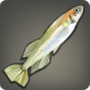 Killifish - Fish - Items