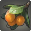 Loquat - Ingredients - Items