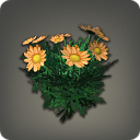 Orange Daisies - Miscellany - Items