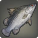 Red-eyed Lates - Fish - Items