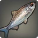 River Barramundi - Fish - Items