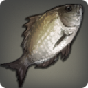 River Bream - Fish - Items