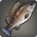 Toothsome Grouper - Fish - Items