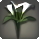 White Arums - Miscellany - Items