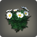 White Daisies - Miscellany - Items